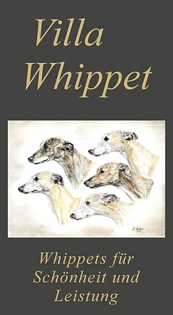 Hundezüchter Villa Whippet 